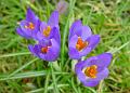 2009-0218-Crocuses-1255-9,7C